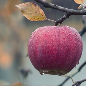 Market, food, surplus, stall, fresh, organic, honey, jam, homemade, Local Seasonal Produce