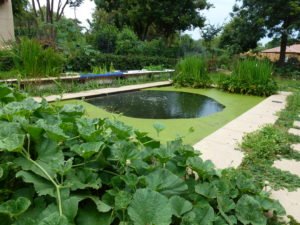 Pool free of chemicals with fresh water, a healthy spa, the permaculture way